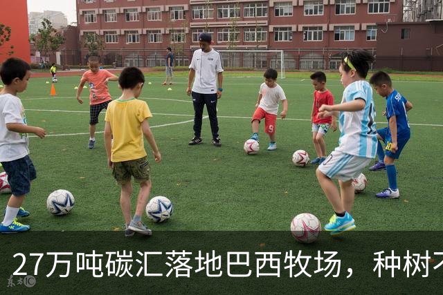 27万吨碳汇落地巴西牧场，种树不赶牛还能多一份收入